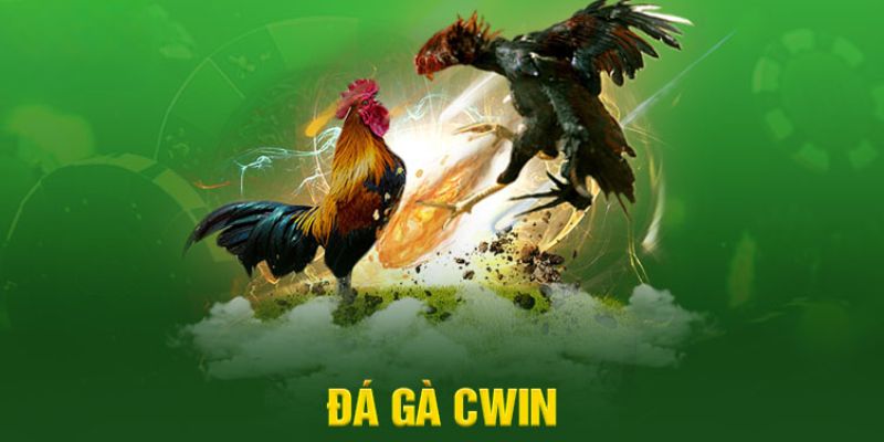 Ưu điểm đặc biệt của sân chơi đá gà CWIN 2024